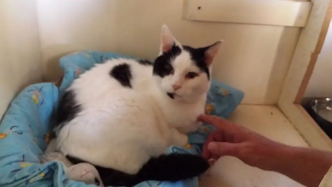 A10 peters 1st visit to marshall in paw prints 10 jan 2018 (2)